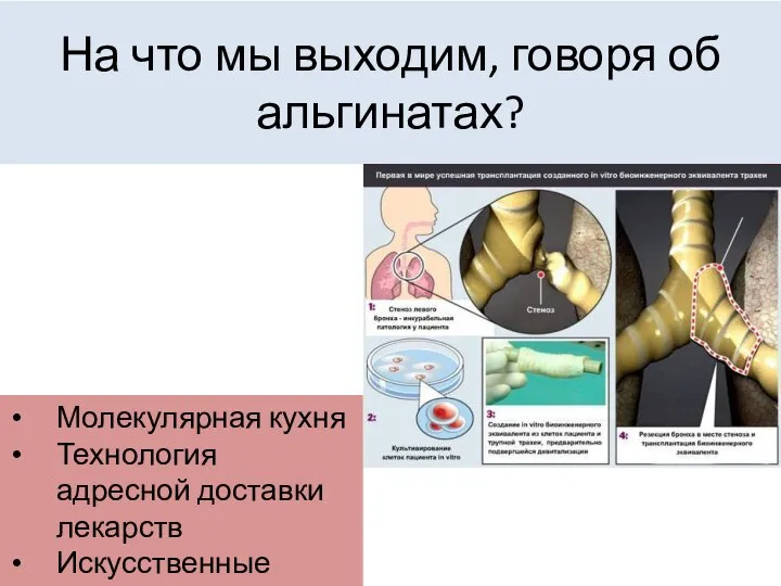 На что мы выходим, говоря об альгинатах? Молекулярная кухня Технология адресной доставки