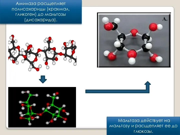 Амилаза расщепляет полисахариды (крахмал, гликоген) до мальтозы (дисахарида). Мальтаза действует на мальтозу