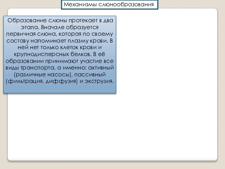 Образование слюны протекает в два этапа. Вначале образуется первичная слюна, которая по