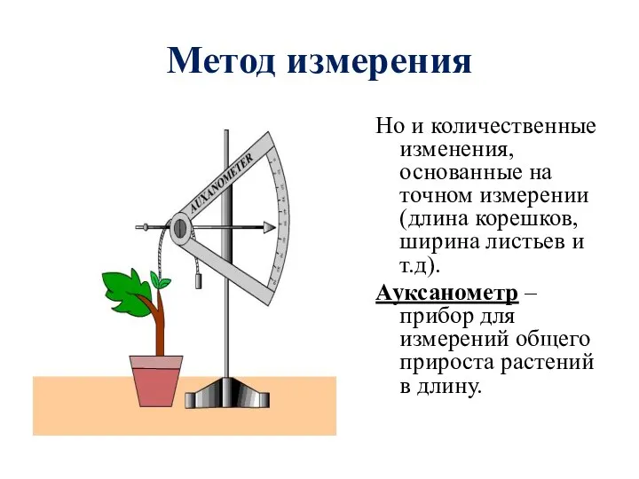 Метод измерения Но и количественные изменения, основанные на точном измерении (длина корешков,