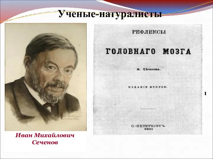 Ученые-натуралисты Иван Михайлович Сеченов И.М. Сеченов создал учение о рефлексах головного мозга,