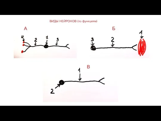 ВИДЫ НЕЙРОНОВ (по функциям) А В Б