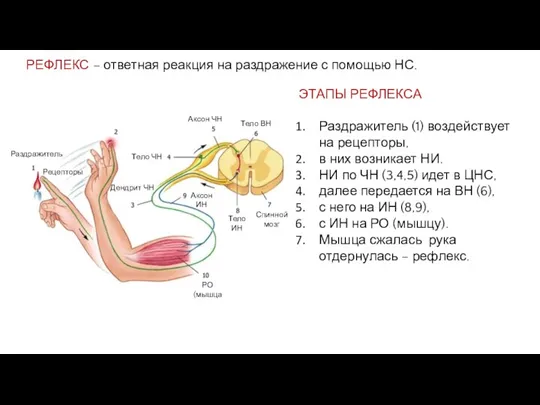 РЕФЛЕКС – ответная реакция на раздражение с помощью НС. ЭТАПЫ РЕФЛЕКСА Раздражитель