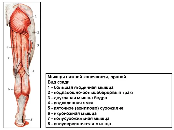 Мышцы нижней конечности, правой Вид сзади 1 - большая ягодичная мышца 2