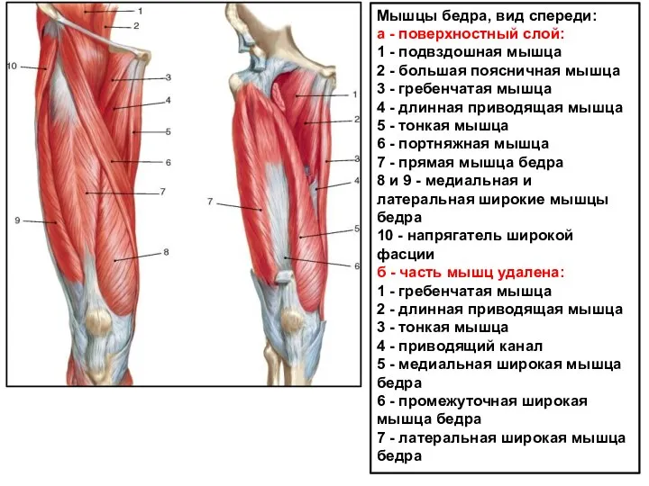 Мышцы бедра, вид спереди: а - поверхностный слой: 1 - подвздошная мышца