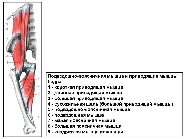 Подвздошно-поясничная мышца и приводящие мышцы бедра 1 - короткая приводящая мышца 2