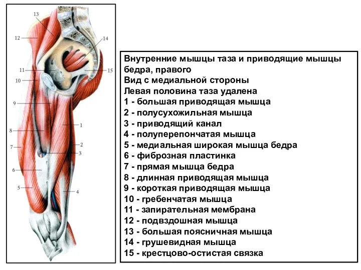 Внутренние мышцы таза и приводящие мышцы бедра, правого Вид с меди­альной стороны