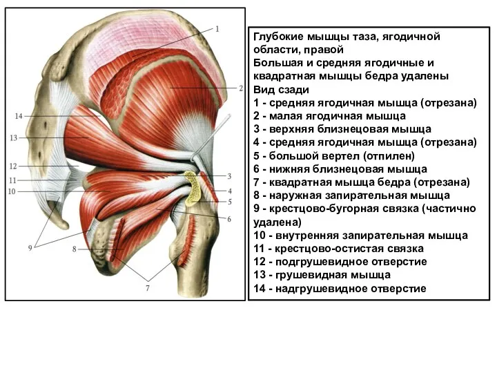 Глубокие мышцы таза, ягодичной области, правой Большая и средняя яго­дичные и квадратная