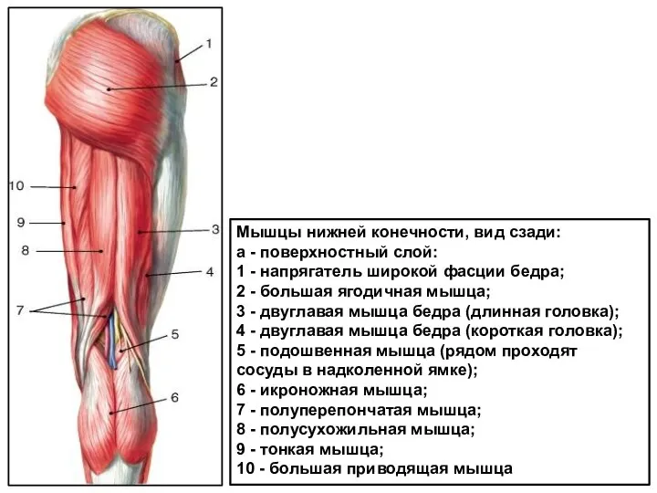 Мышцы нижней конечности, вид сзади: а - поверхностный слой: 1 - напрягатель