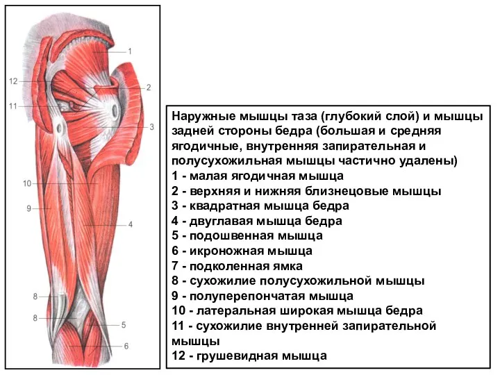Наружные мышцы таза (глубокий слой) и мышцы задней стороны бедра (большая и