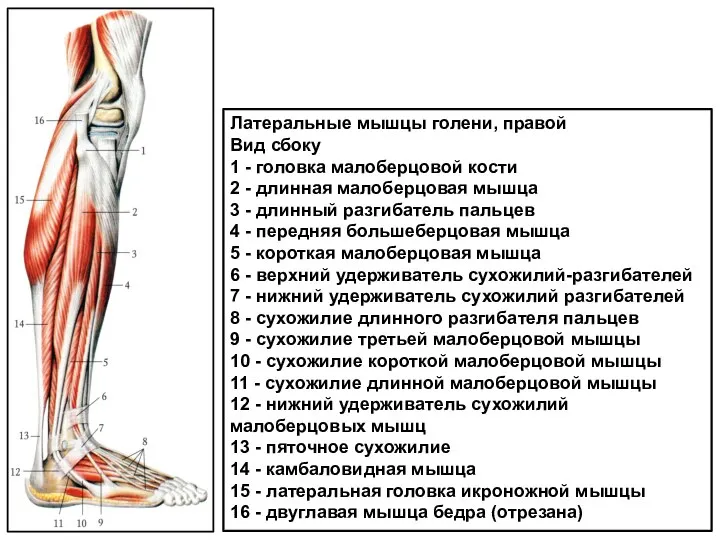 Латеральные мышцы голени, правой Вид сбоку 1 - головка малоберцовой кости 2