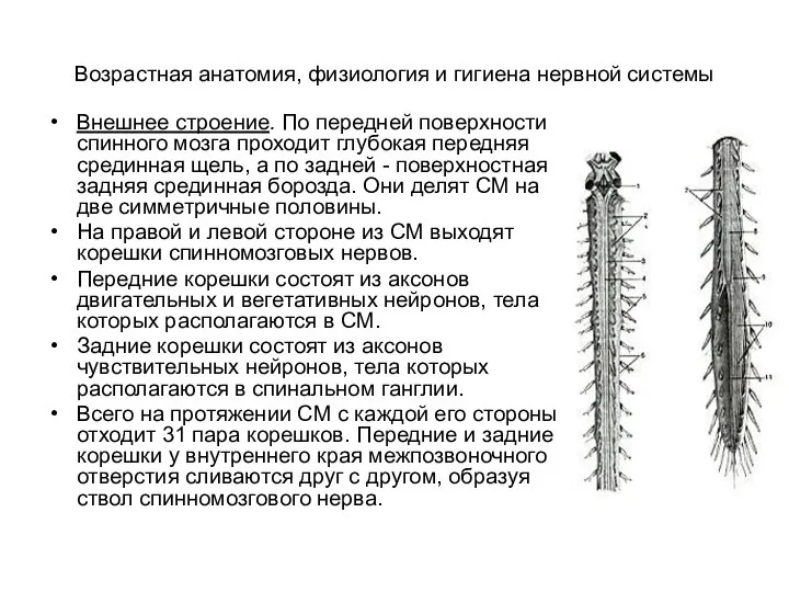 Возрастная анатомия, физиология и гигиена нервной системы Внешнее строение. По передней поверхности