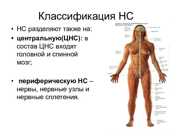 Классификация НС НС разделяют также на: центральную(ЦНС): в состав ЦНС входят головной