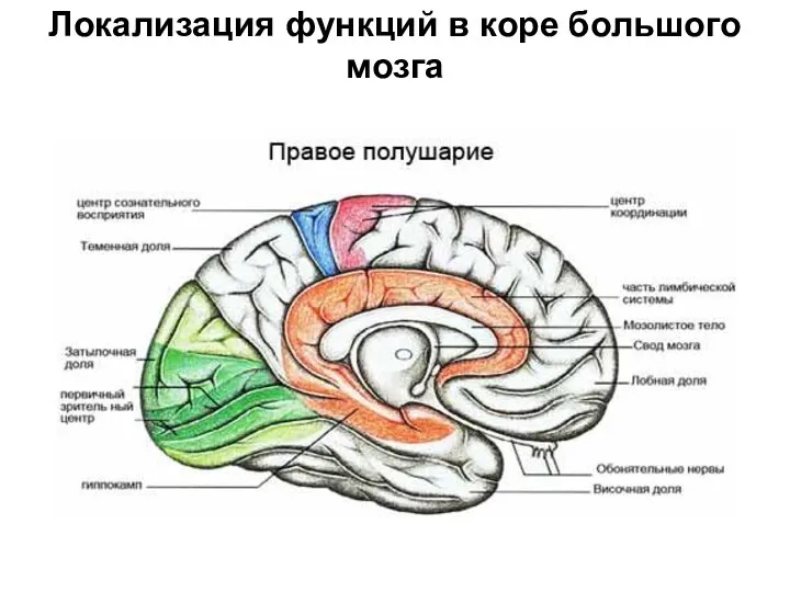 Локализация функций в коре большого мозга