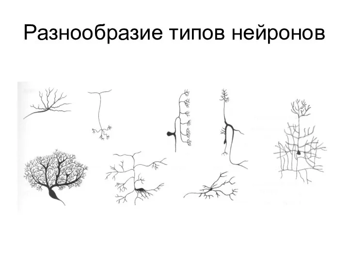 Разнообразие типов нейронов