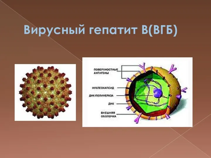 Вирусный гепатит В(ВГБ)