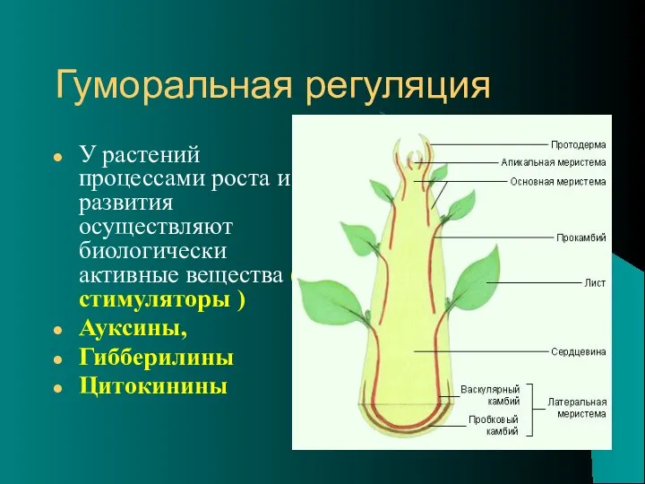 Гуморальная регуляция У растений процессами роста и развития осуществляют биологически активные вещества