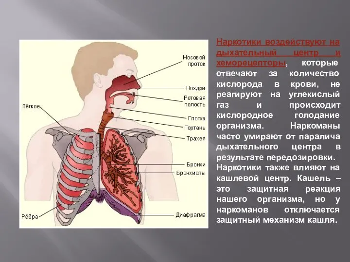 Наркотики воздействуют на дыхательный центр и хеморецепторы, которые отвечают за количество кислорода