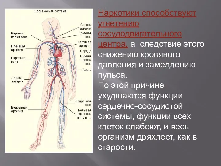 Наркотики способствуют угнетению сосудодвигательного центра, а следствие этого снижению кровяного давления и