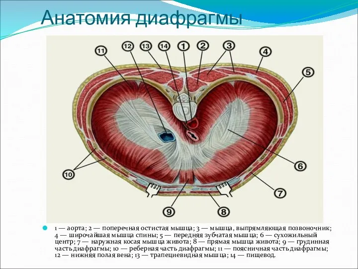 Анатомия диафрагмы 1 — аорта; 2 — поперечная остистая мышца; 3 —