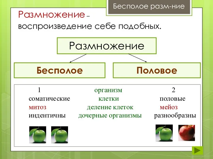 воспроизведение себе подобных. Размножение Половое Бесполое 1 организм 2 соматические клетки половые