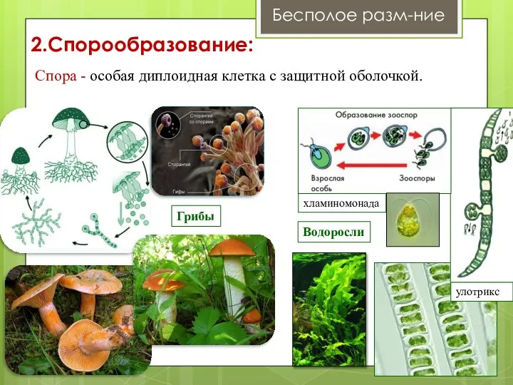 Бесполое разм-ние 2.Спорообразование: Спора - особая диплоидная клетка с защитной оболочкой. Водоросли Грибы улотрикс хламиномонада