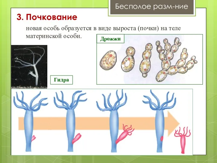 3. Почкование Организмы: тип кишечнополостные Бесполое разм-ние новая особь образуется в виде