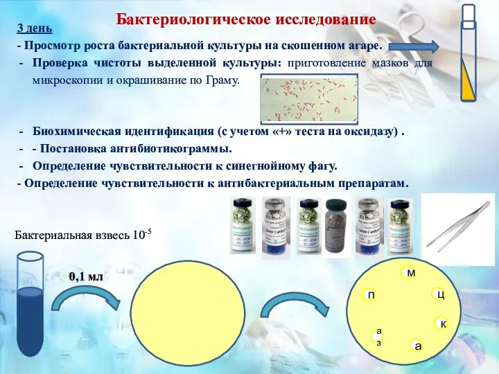 3 день - Просмотр роста бактериальной культуры на скошенном агаре. Проверка чистоты