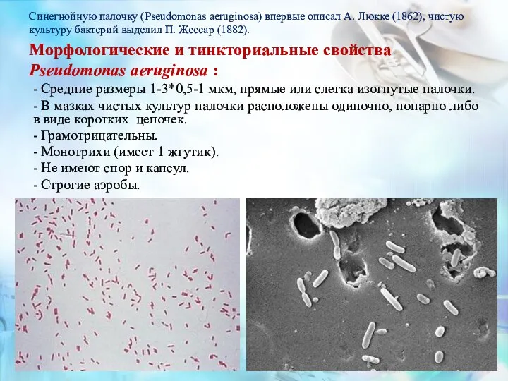 Синегнойную палочку (Pseudomonas aeruginosa) впервые описал А. Люкке (1862), чистую культуру бактерий