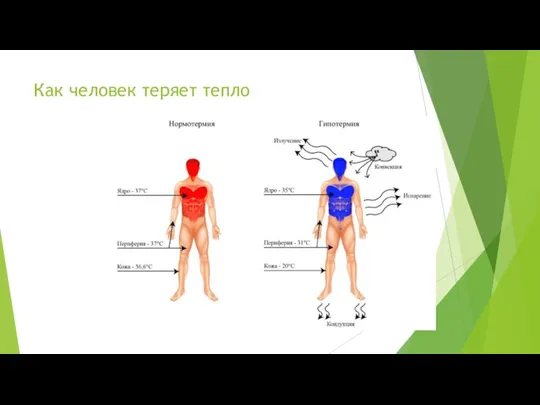 Как человек теряет тепло