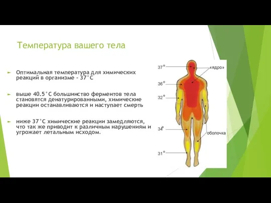 Температура вашего тела Оптимальная температура для химических реакций в организме - 37°С