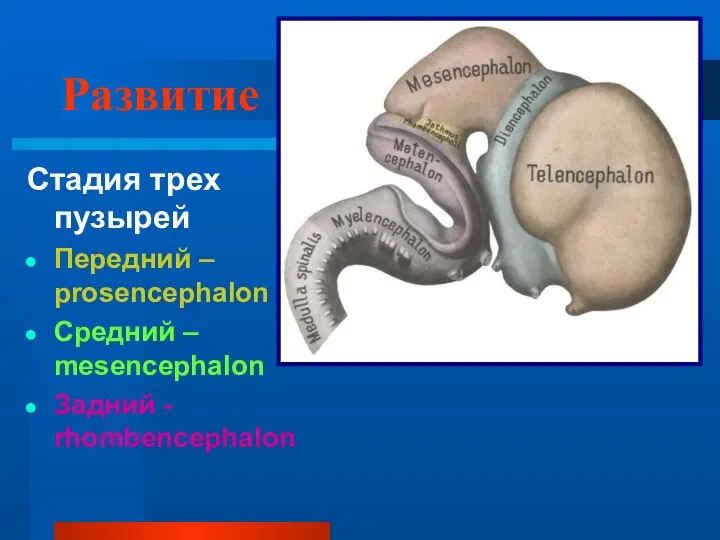 Развитие Стадия трех пузырей Передний – prosencephalon Средний – mesencephalon Задний - rhombencephalon