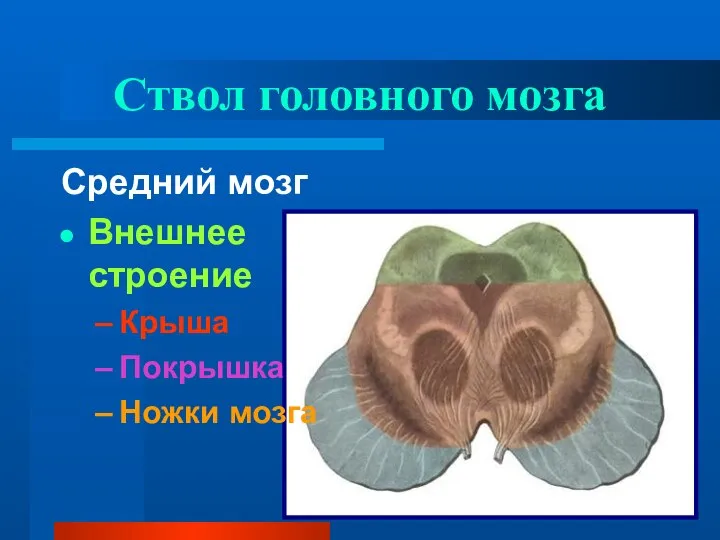 Ствол головного мозга Средний мозг Внешнее строение Крыша Покрышка Ножки мозга