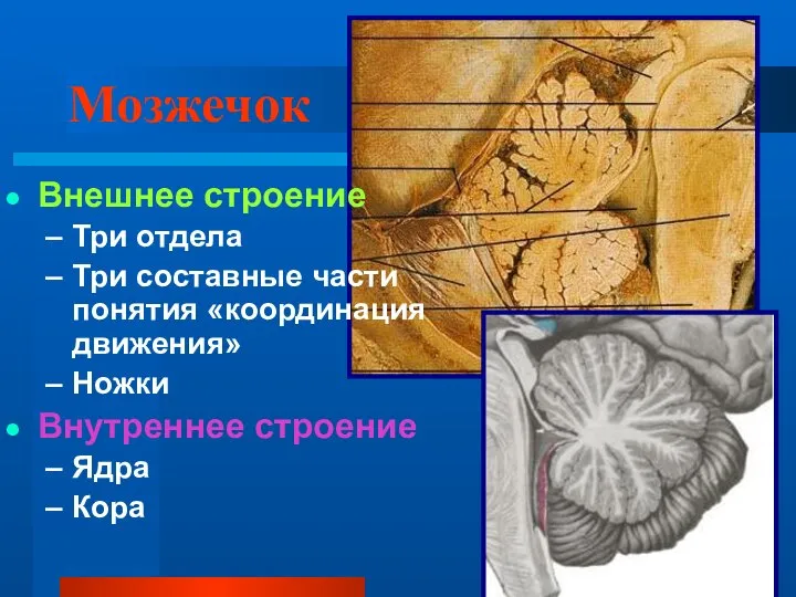 Мозжечок Внешнее строение Три отдела Три составные части понятия «координация движения» Ножки Внутреннее строение Ядра Кора