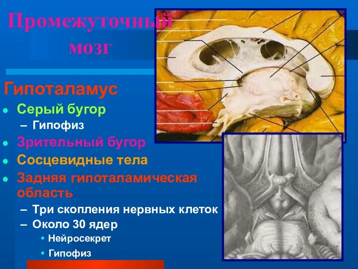 Промежуточный мозг Гипоталамус Серый бугор Гипофиз Зрительный бугор Сосцевидные тела Задняя гипоталамическая