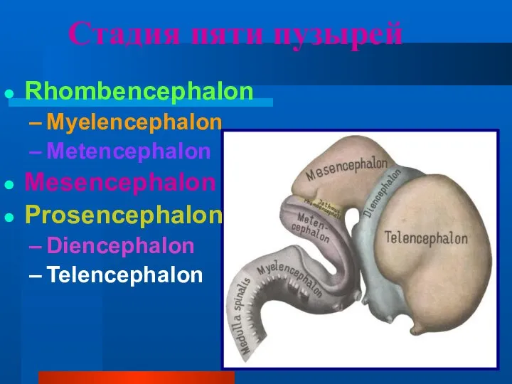 Стадия пяти пузырей Rhombencephalon Myelencephalon Metencephalon Mesencephalon Prosencephalon Diencephalon Telencephalon