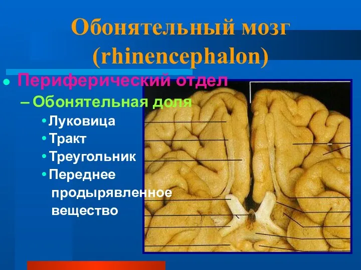 Обонятельный мозг (rhinencephalon) Периферический отдел Обонятельная доля Луковица Тракт Треугольник Переднее продырявленное вещество