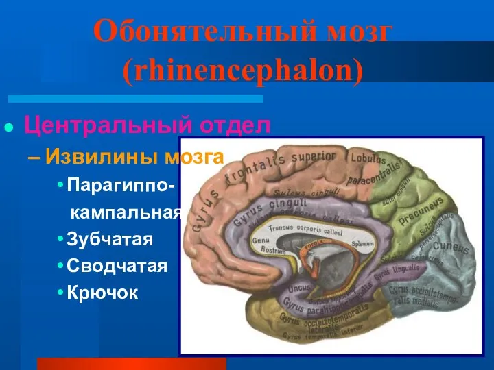Обонятельный мозг (rhinencephalon) Центральный отдел Извилины мозга Парагиппо- кампальная Зубчатая Сводчатая Крючок