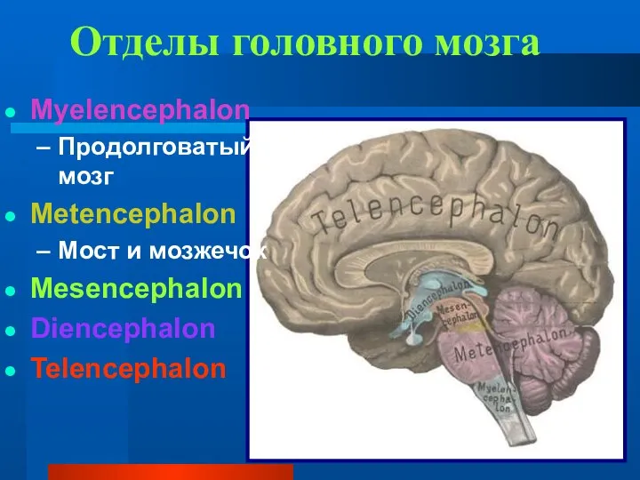 Отделы головного мозга Myelencephalon Продолговатый мозг Metencephalon Мост и мозжечок Mesencephalon Diencephalon Telencephalon