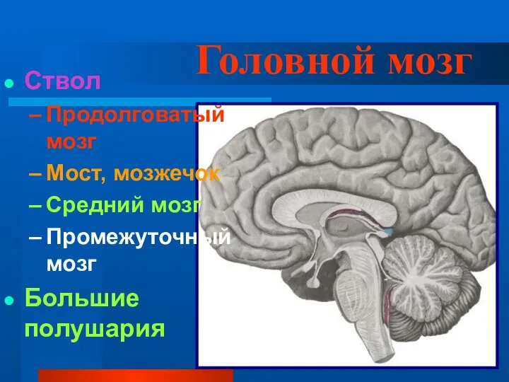 Головной мозг Ствол Продолговатый мозг Мост, мозжечок Средний мозг Промежуточный мозг Большие полушария