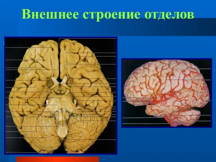 Внешнее строение отделов