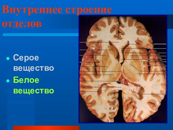 Внутреннее строение отделов Серое вещество Белое вещество