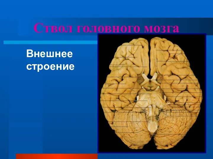 Ствол головного мозга Внешнее строение