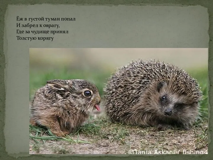 Ёж в густой туман попал И забрел к оврагу, Где за чудище принял Толстую корягу