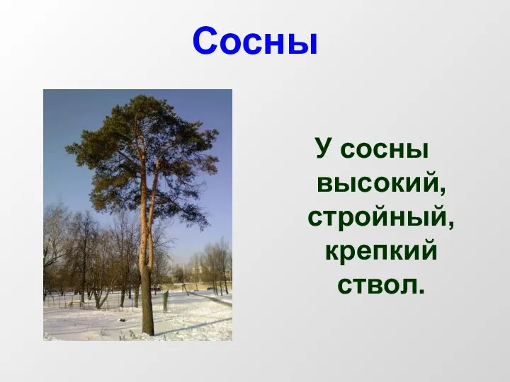 Сосны У сосны высокий, стройный, крепкий ствол.