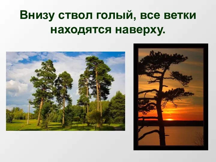 Внизу ствол голый, все ветки находятся наверху.