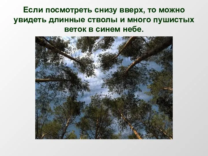 Если посмотреть снизу вверх, то можно увидеть длинные стволы и много пушистых веток в синем небе.