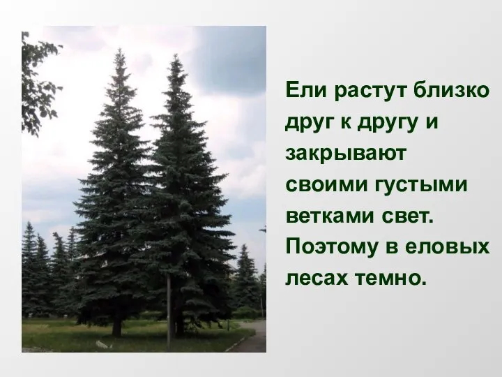 Ели растут близко друг к другу и закрывают своими густыми ветками свет.