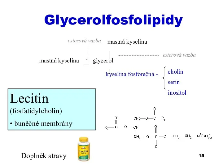 Glycerolfosfolipidy mastná kyselina mastná kyselina glycerol kyselina fosforečná - cholin serin inositol