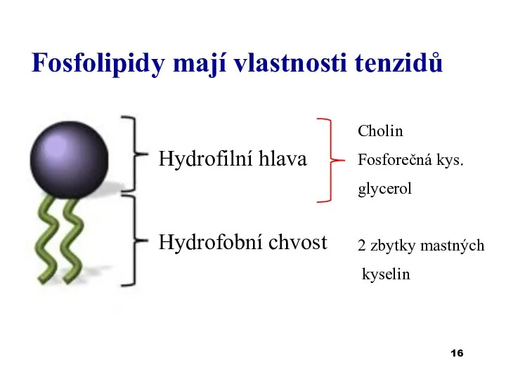 Hydrofobní chvost Fosfolipidy mají vlastnosti tenzidů Hydrofilní hlava Cholin Fosforečná kys. glycerol 2 zbytky mastných kyselin